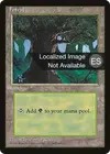Product image for Forest