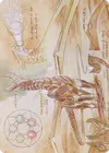 Product image for Ramos, Dragon Engine