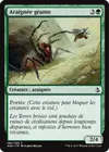 Product image for Araignée géante