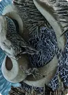 Product image for Koma, Cosmos Serpent