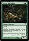 Product image for Gavial des algues