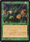 Product image for Argothian Pixies