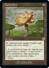 Product image for Lotus doré