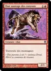 Product image for Chat sauvage des canyons