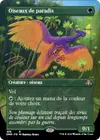 Product image for Oiseaux de paradis