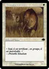 Product image for Lions des savanes