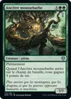 Product image for Ancêtre moussebarbe