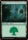 Product image for Forest