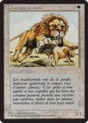 Product image for Lions des savanes
