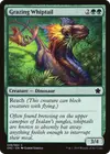 Product image for Grazing Whiptail