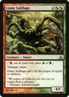 Product image for Giant Solifuge