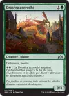 Product image for Droséra accroché
