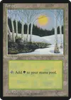 Product image for Forest
