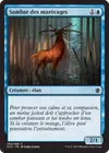 Product image for Sambar des marécages