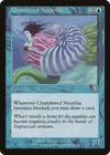Product image for Chambered Nautilus