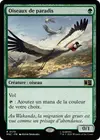 Product image for Oiseaux de paradis
