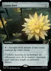 Product image for Lotus doré