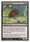Product image for Rats bruyants