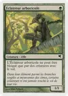 Product image for Éclaireur arboricole
