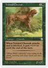 Product image for Trained Cheetah