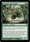 Product image for Araignée sporophore