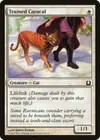 Product image for Trained Caracal