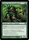 Product image for Chêne aux chromophores