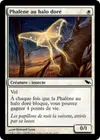 Product image for Phalène au halo doré