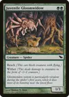 Product image for Juvenile Gloomwidow