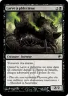 Product image for Larve à phlyctène