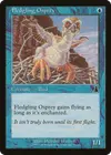 Product image for Fledgling Osprey