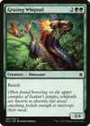 Product image for Grazing Whiptail