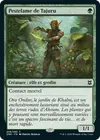 Product image for Pestelame de Tajuru