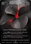 Product image for Trèfle Sombre