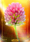 Product image for Light Clover Flower