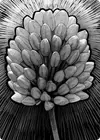 Product image for Fleur Du Trèfle De Lumière