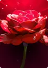 Product image for Passion