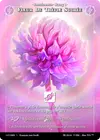 Product image for Sweet Clover Flower