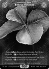 Product image for Dark Clover