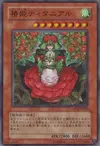 Product image for Tytannial, Princess of Camellias
