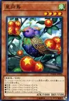 Product image for Star Staring Starling