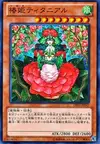 Product image for Tytannial, Princess of Camellias