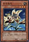 Product image for Anti-Aircraft Flower