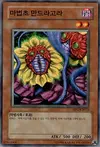 Product image for Mandragore