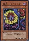 Product image for Magical Plant Mandragola
