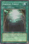 Product image for Ancient Forest