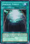 Product image for Ancient Forest