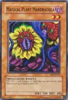 Product image for Magical Plant Mandragola