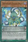 Product image for Predaplant Spider Orchid