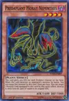 Product image for Predaplant Moray Nepenthes